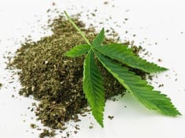 Can Marijuana Be A Possible Solution For Alzheimers Disease गांजा पीने हो सकता है इस बीमारी का इलाज!