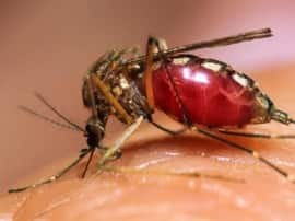 Dengue Cases Climb To Nearly 500 In Delhi सावधान! दिल्ली में डेंगू के मामले बढ़कर करीब 500 पहुंचे