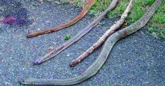 लड़ाई में कुत्ते ने चारों सांपों को मार डाला.