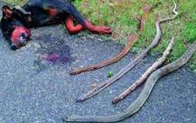 कुत्ते ने पेश की वफादारी की मिसाल, मालिक के लिए दे दी अपनी जान!