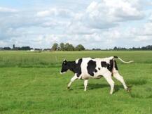 पौष्टिक दूध चाहिए तो गाय को रखें खुश!