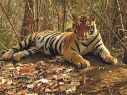 वन्यजीव के अंगों की तस्करी के नए तरीके पर सरकार भी चकराई