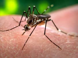 डेंगू से बचाव के लिए अपनाएं ये प्राकृतिक तरीके! Prevention And Natural Remedies For Dengue डेंगू से बचाव के लिए अपनाएं ये प्राकृतिक तरीके!