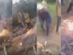 हैवानियत: कुत्ते के तीन बच्चों को एक साथ बांधकर जिंदा जलाया, एक को मारी गोली