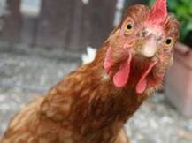 मुर्गी के पास सोएंगे तो बच जाएंगे मलेरिया से: सर्वे