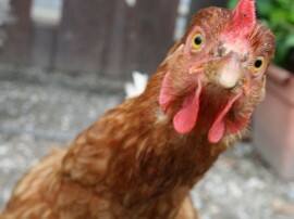 Sleep Next To A Chicken Avoid Malaria मुर्गी के पास सोएंगे तो बच जाएंगे मलेरिया से: सर्वे