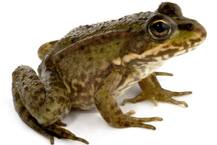 ज्यादा टीवी देखने से हो सकती है मौत, ऐसी ही10 खबरें जो जला देंगी आपके दिमाग की बत्ती!