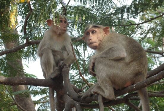 terror of monkeys has become an big issue In Himachal assembly elections हिमाचल विधानसभा चुनाव में बंदरों का आतंक बना एक बड़ा मुद्दा