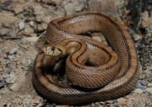 IN PICS: भारत के इस गांव में बेटों की तरह पाले जाते हैं जहरीले सांप!