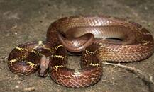 IN PICS: भारत के इस गांव में बेटों की तरह पाले जाते हैं जहरीले सांप!