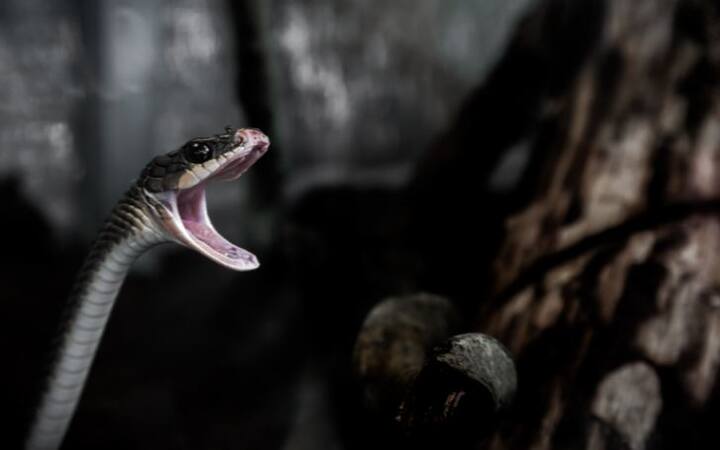  जोगी नगर गांव को आमात्य गौड़ समुदाय के लोगों ने बसाया था. उस समय से ही यहां के लोग सांपों को पालते हैं और गांव-गांव जाकर सांपों का खेल दिखाते हैं. इन्हीं सांपों के कारण इन लोगों की आजीविका चलती है.