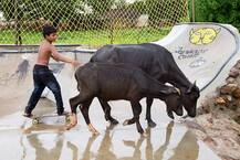 मध्य प्रदेश: छेड़खानी करने वाले 14 साल के लड़के के परिवार समेत पूरे गांव को जर्मन महिला का सबक