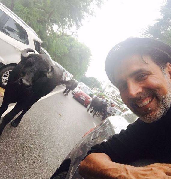 अक्षय ने इंस्टाग्राम पर ये तस्वीर डाली है. इस तस्वीर में अक्षय के पीछे एक भैंस नजर आ रही है. इस फोटो को 'Rustom' के अभिनेता ने खुद शेयर किया है.