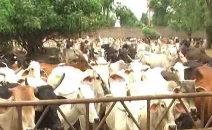 Gujrat Ups Penalty For Cow Slaughter To Life Imprisonment गोहत्या को लेकर सख्त सजा का प्रावधान करेगी गुजरात सरकार