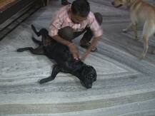 IN PICS: मिल गया आगरा सांसद डॉ रामशंकर कठेरिया का कुत्ता कालू!