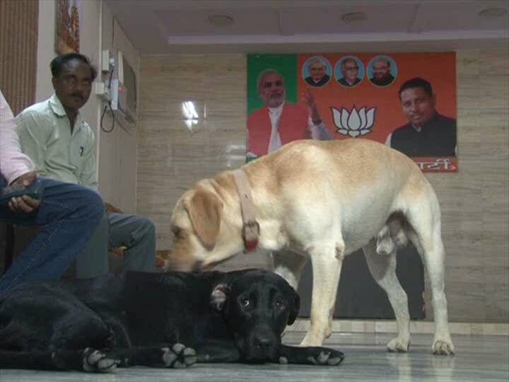 हुत ही कड़ी मेहनत के बाद आज कालू को लॉयर्स कॉलनी से सही सलामत ढ़ूंढ लिया गया. (फोटो क्रेडिट/रिपोर्ट- पंकज गुप्ता, एबीपी न्यूज़)