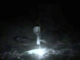 News वायरल सचः सावन के मौसम में नागमणि वाले नाग-नागिन के इस वीडियो की क्या है सच्चाई?