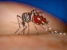 ना घबराएं, जानलेवा बुखार नहीं है चिकनगुनिया!