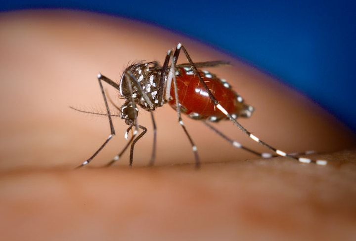 Chikungunya virus: Symptoms, Diagnosis and Treatment अब तक चिकनगुनिया से हैं सुरक्षित तो भी हो जाएं सावधान, अगला नंबर आपका तो नहीं!