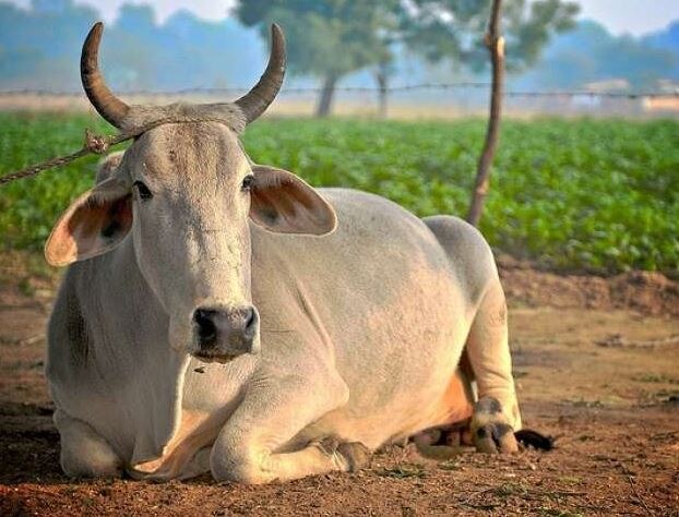 cow Protection Center will open in 68 districts of UP 8160 लाख रुपए से यूपी के 68 जिलों में खुलेंगे गो-संरक्षण केंद्र