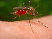 सावधान! भारत को इस नई बीमारी 'जापानी इंफेलाइटिस' से है बड़ा खतरा