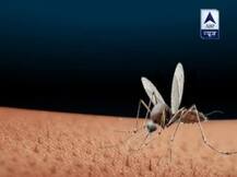 देश में डेंगू-चिकनगुनिया की मार, मच्छरों ने किया सबको बीमार