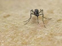 फ्लोरिडा में जीका संक्रमित मच्छरों के झुंड की पहचान