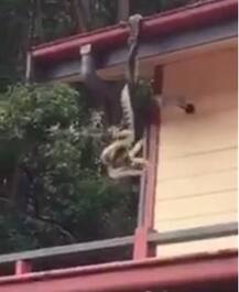 मादा आजगर के लिए होती है नर अजगरों की जंग!