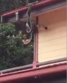 मादा आजगर के लिए होती है नर अजगरों की जंग!