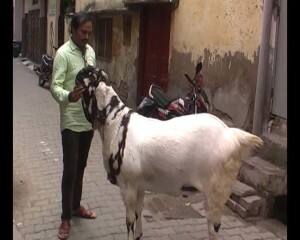 Meerut 180KG bakra 1