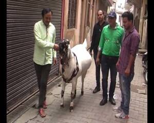 Meerut 180KG bakra 2