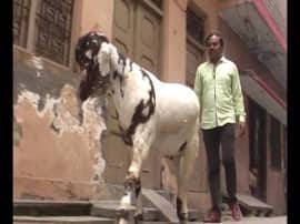 States 180 किलो के इस बकरे के कीमत है 5 लाख रुपए!