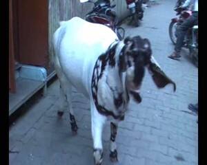 Meerut 180KG bakra 6