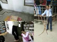 इलाहाबाद: 6 फीट के सांप ने सेंट्रल यूनिवर्सिटी को सांसत में डाला