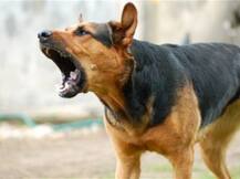 यूपी: कुत्ते ने काट लिया तो दरोगा ने सर्विस रिवॉल्वर से मार दी गोली