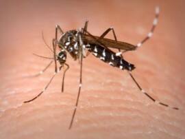 Alert Know Who Are Most Susceptible To Chikungunya Virus सावधान! ऐसे लोगों के लिए चिकनगुनिया हो सकता है जानलेवा