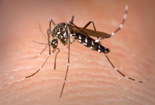 Dengue And Chikungunya In Delhi दिल्ली को डेंगू और चिकनगुनिया से बचाने की मुहिम हुई शुरू