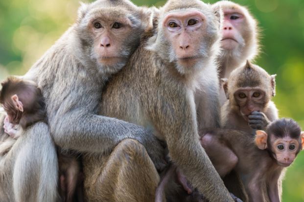 बनारस में बंदरों का आतंक, एक-दूसरे पर जिम्मेदारी डाल रहे निगम और वन विभाग |  Terror Of Monkeys In Varanasi