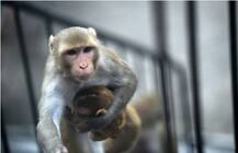 मथुरा: डेढ़ माह की बच्ची को उठा ले गया बंदर, शोर मचाने पर छत पर फेंका