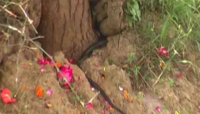 खुद को जहरीले नाग से डंसवा रहे लोग खुद को नाग देवता के भक्त बताते हैं. इनका दावा है कि दुनिया का सबसे विषैला सांप भी अगर किसी शख्स को काट ले तो ये उसकी जान बचा सकते हैं. ये अपने तंत्र-मंत्र से उनके खून से जहर को चूस सकते है. उन्हें बिल्कुल ठीक कर सकते हैं.