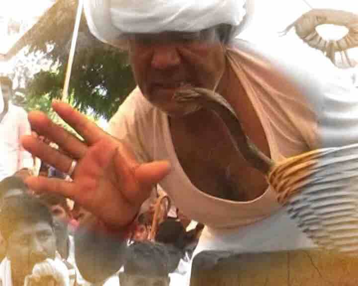 कालबेलिया जाति के लोग काले सांपों से अक्सर खेलते मिल जाएंगे लेकिन सुरेली में जहरीले सांपो और इंसानों के बीच किसी तरह की कोई दूरी नहीं है. आस्था के मेले में हजारों लोग शिरकत करते हैं. जहरीले नाग का जहर एक बुजुर्ग अपनी जीभ से चूसता है फिर कुछ देर तक बेसुध पड़ा रहता है जिसके बाद जीभ से जहर गिर जाता है और बुजुर्ग आदमी ठीक हो जाता है.
