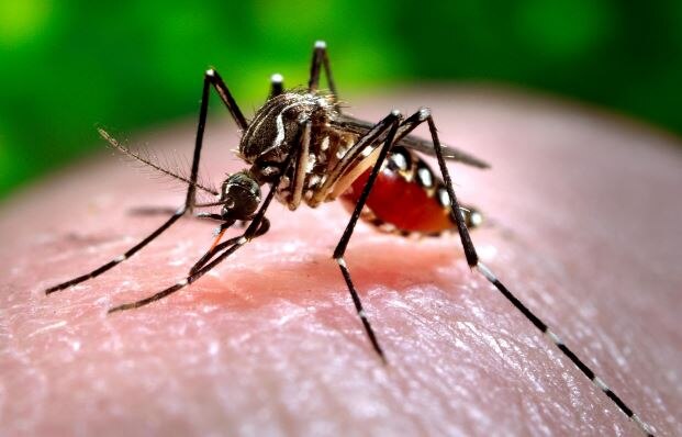 20 Fresh Cases Of Dengue In Chandigarh Count Up To 258 चंड़ीगढ़ में 20 और लोगों को हुआ डेंगू, 258 तक पहुंचा आंकड़ा!