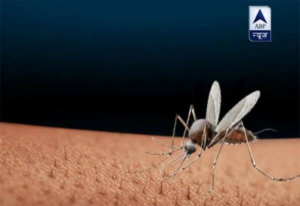  ... इसलिए डेंगू और चिकनगुनिया में पीते हैं नारियल पानी और काढ़ा! 