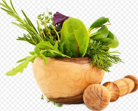 ... इसलिए डेंगू और चिकनगुनिया में पीते हैं नारियल पानी और काढ़ा! 