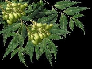 ... इसलिए डेंगू और चिकनगुनिया में पीते हैं नारियल पानी और काढ़ा! 