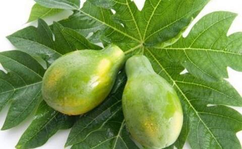 ... इसलिए डेंगू और चिकनगुनिया में पीते हैं नारियल पानी और काढ़ा! 