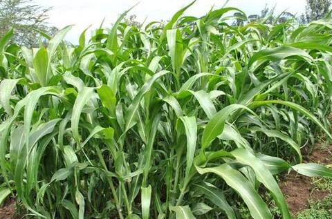 ... इसलिए डेंगू और चिकनगुनिया में पीते हैं नारियल पानी और काढ़ा! 