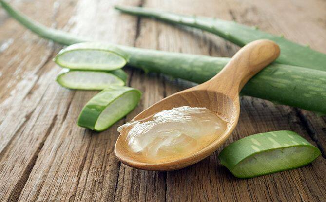 Aloe Vera is a curse for these people Find out why इन लोगों को नहीं करना चाहिए एलोवेरा का सेवन, हो सकता है नुकसान