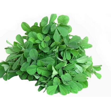 ... इसलिए डेंगू और चिकनगुनिया में पीते हैं नारियल पानी और काढ़ा! 