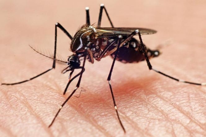 Zika Mosquito Can Transmit Other Viruses Too सावधान! एक ही मच्छर के काटने से हो सकता है चिकनगुनिया, डेंगू और ज़ीका वायरस